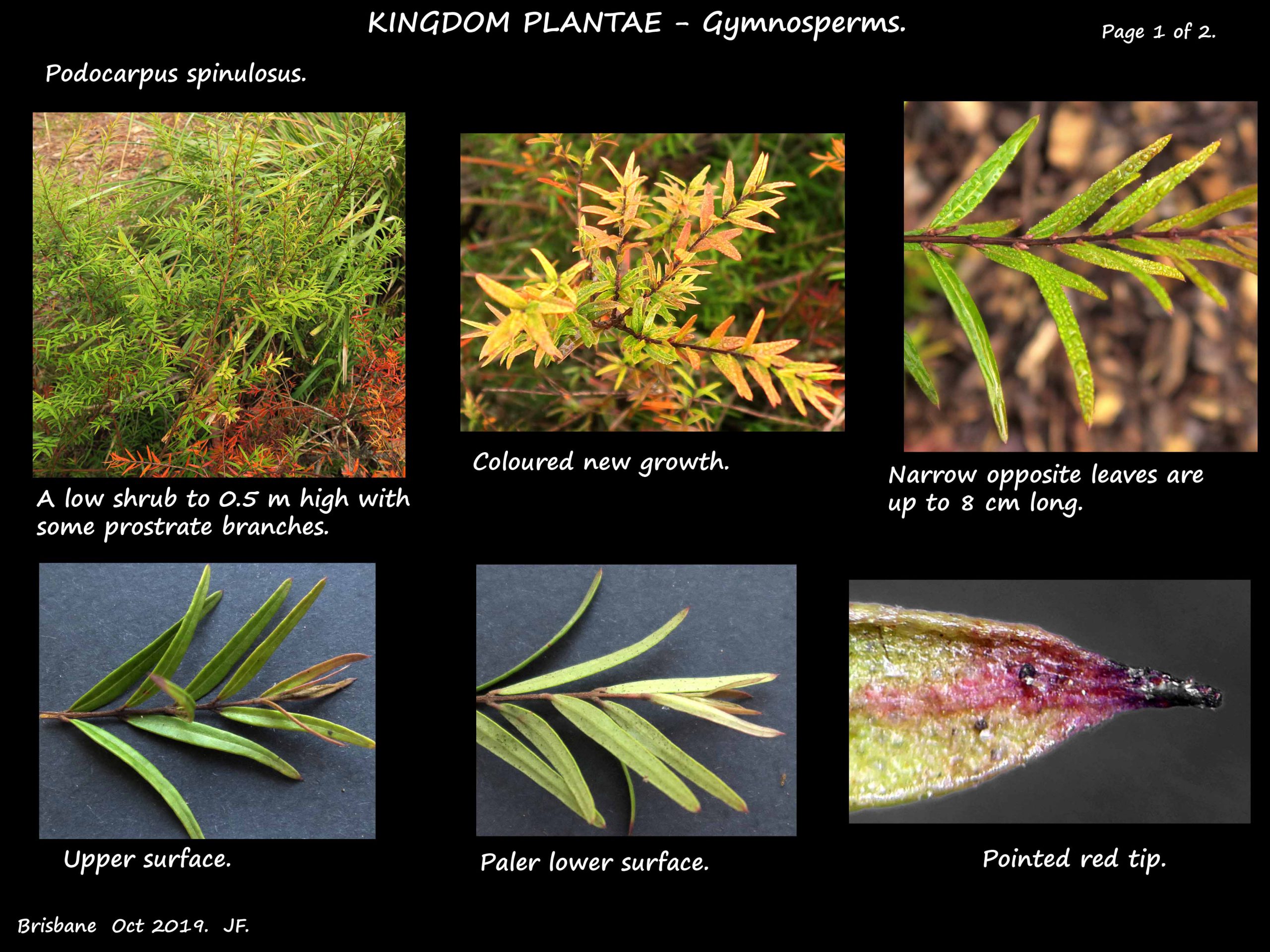 1 Podocarpus spinulosus shrub & leaves